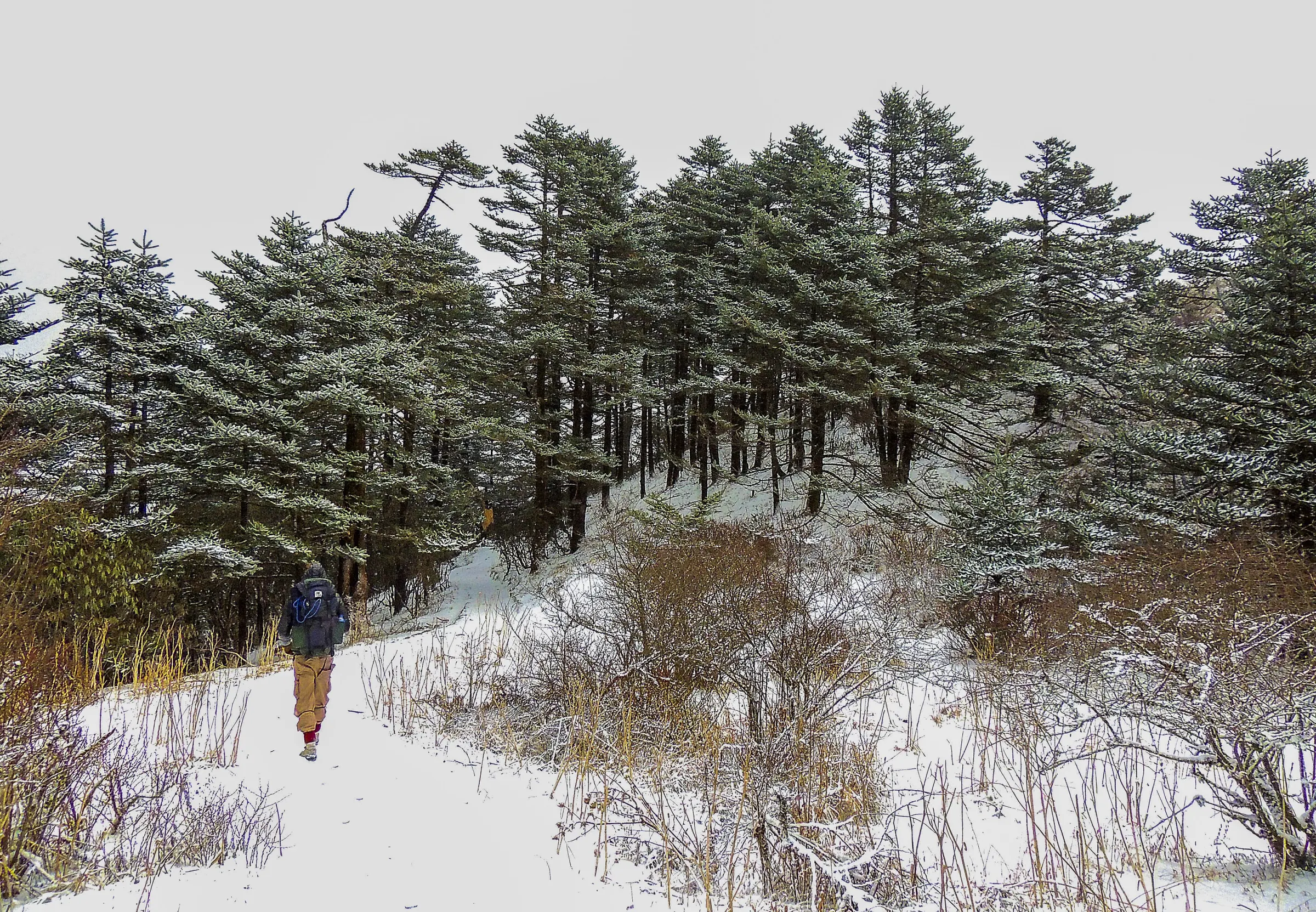 A trekker alone in the snow-covered deodar forest