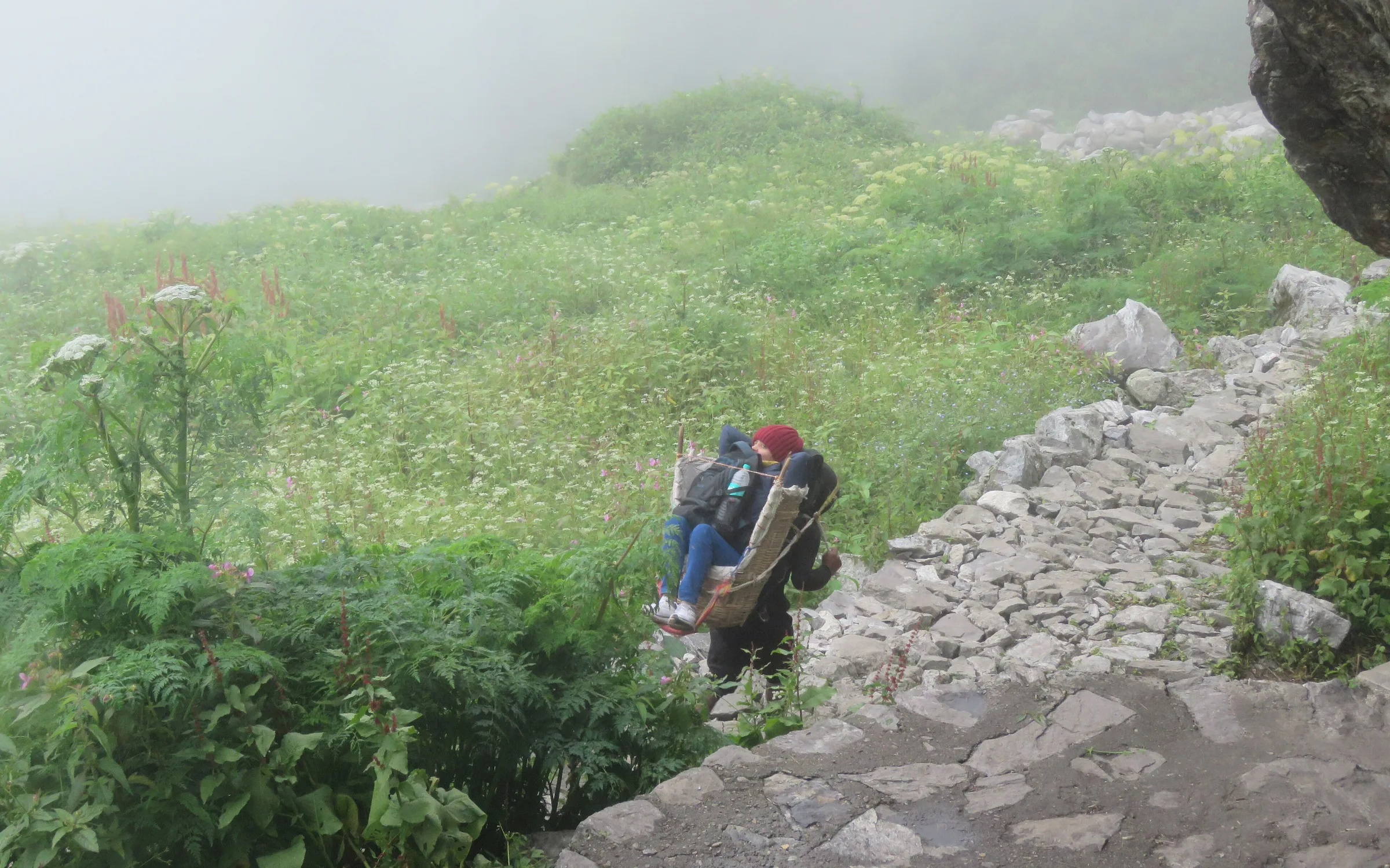A trekker on the stone trail among the flowers inside the Valley of Flowers National Park, Chamoli